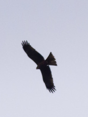 Milvus migrans
