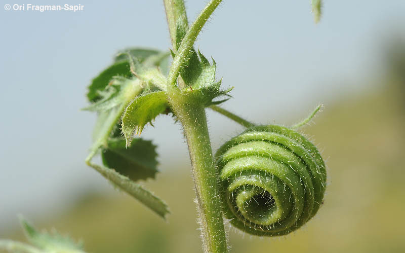 Medicago scutellata