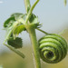 Snail Medick - Photo (c) licensed media from TrekNature DwCA without owner, some rights reserved (CC BY-NC-SA)