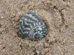 Lunella undulata