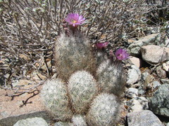 Escobaria alversonii