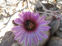 Escobaria alversonii