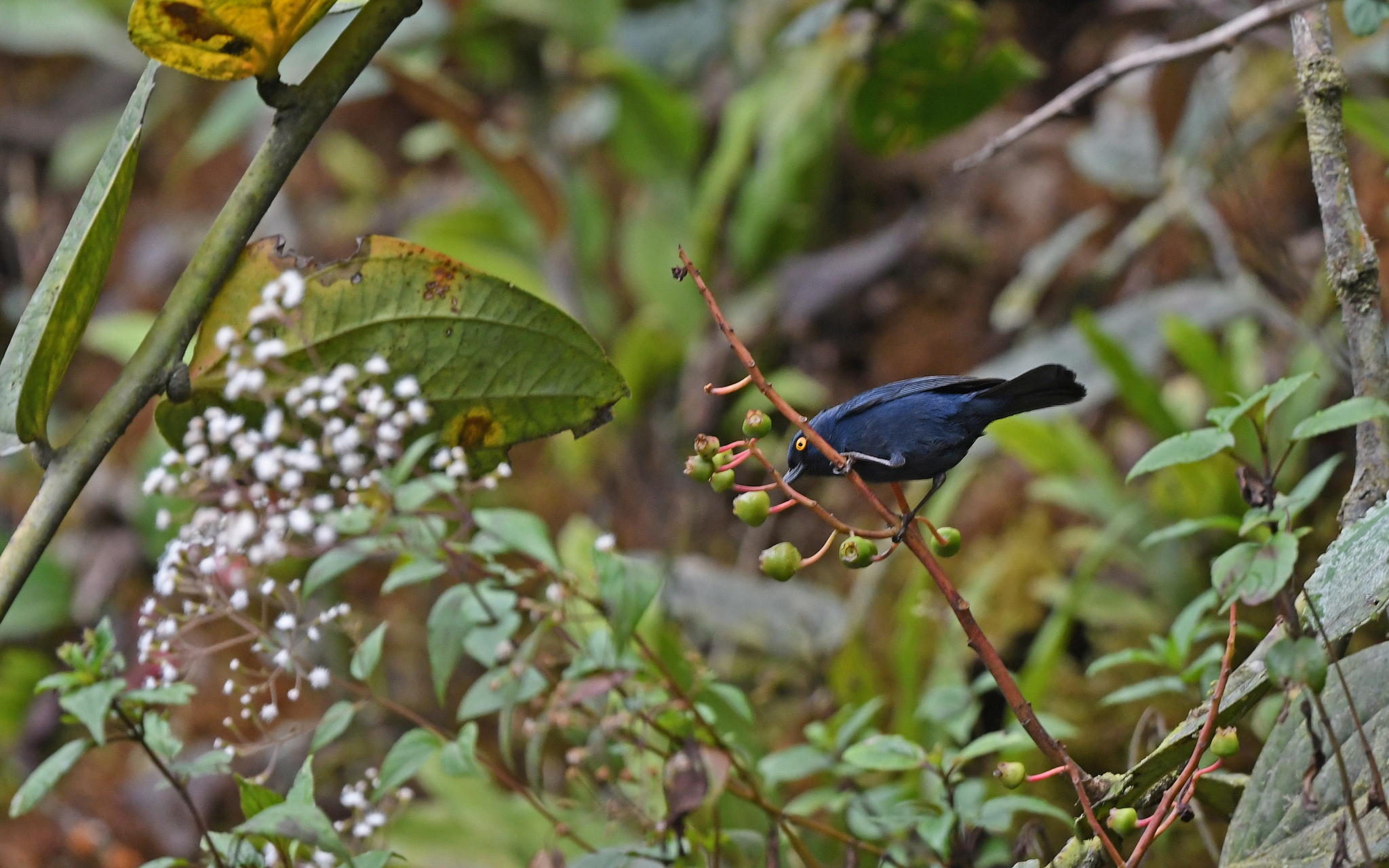 Golden-eyed Flowerpiercer (Diglossa glauca), photo 4