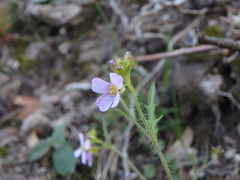 Arabidopsis arenosa