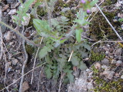 Arabidopsis arenosa