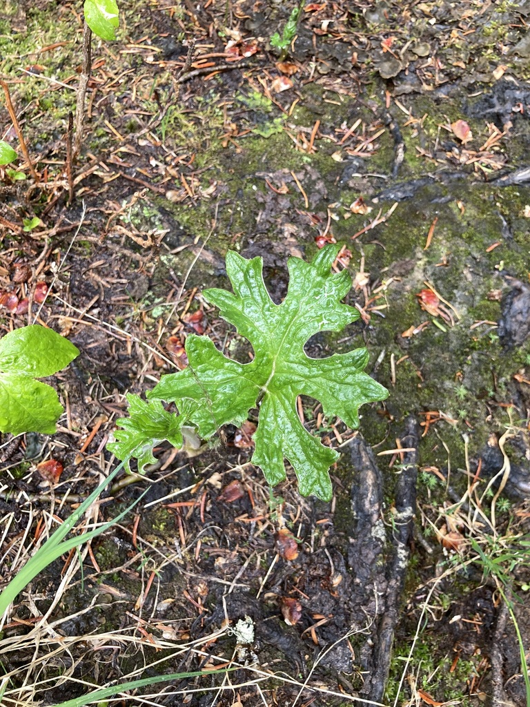 Arctic Butterbur from Columbia-Shuswap, BC, Canada on June 16, 2023 at ...