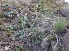 Arabidopsis arenosa