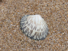 Katelysia rhytiphora