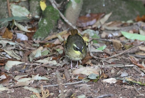 Yellow-throated Scrubwren (Neosericornis citreogularis), photo 6