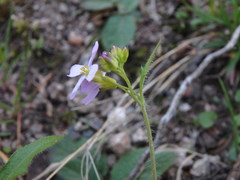 Arabidopsis arenosa