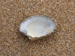 Katelysia rhytiphora