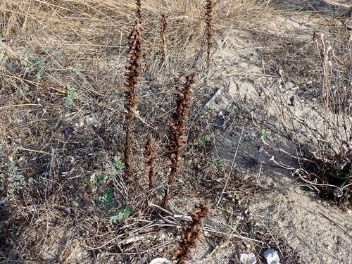 Image of Orobanche sanguinea by (c) Lisa Bennett, some rights reserved (CC BY)