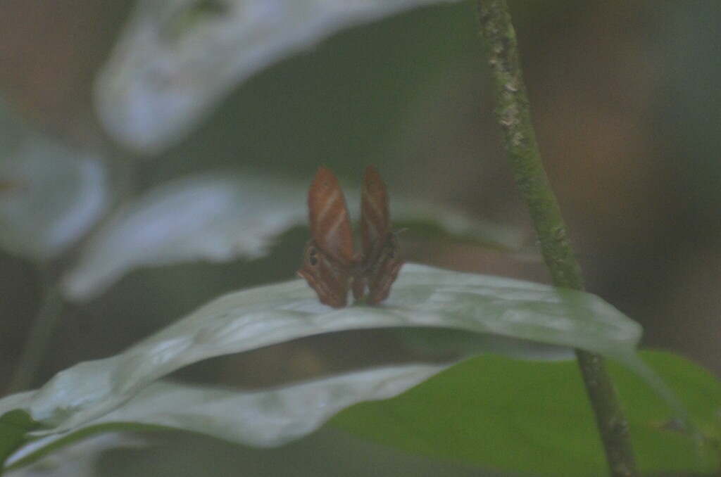 Afriodinia caeca
