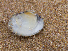 Katelysia rhytiphora