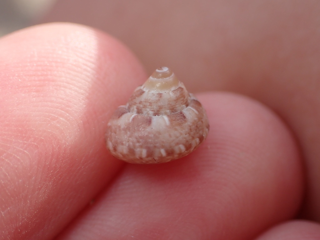 Steromphala nebulosa