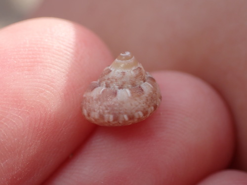 Steromphala nebulosa