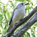 Colluricincla harmonica - Photo (c) Ian Sutton,  זכויות יוצרים חלקיות (CC BY-NC-SA)