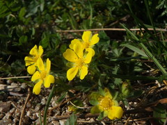 Potentilla verna
