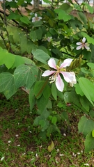 Bauhinia picta