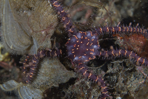 Ophiomastix flaccida