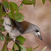 Grey Shrikethrush - Photo (c) David Cook, some rights reserved (CC BY-NC)