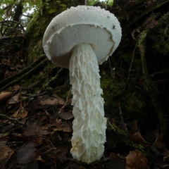 Austroboletus niveus