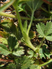 Potentilla verna