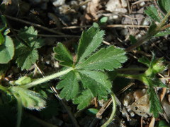 Potentilla verna