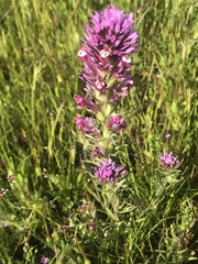 Castilleja densiflora gracilis