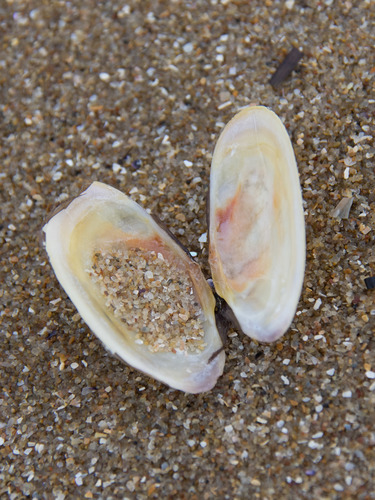 Hiatula biradiata
