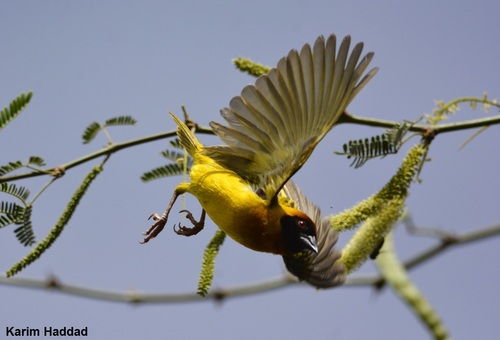 Vitelline Masked Weaver (Ploceus vitellinus), photo 9