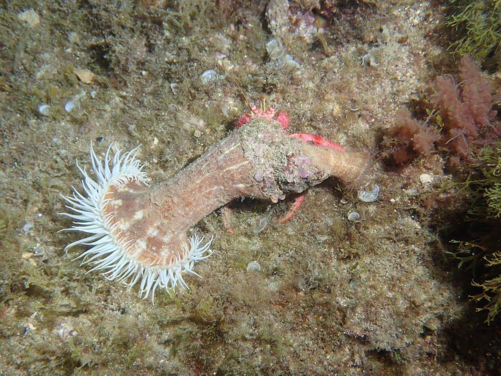 Photo of Parasitic anemone (Calliactis parasitica)