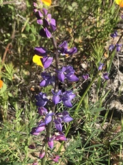 Lupinus truncatus