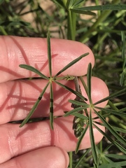 Lupinus truncatus