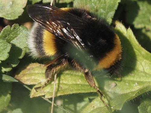 Buff-tailed Bumblebee