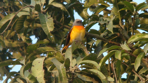 Small Minivet