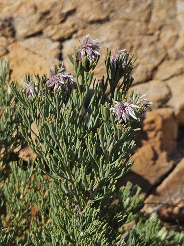 Ladismith Sceptre (Paranomus centaureoides)