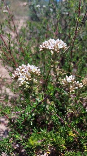 Crassula scabra