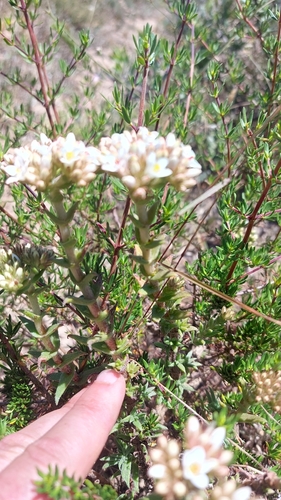 Crassula scabra