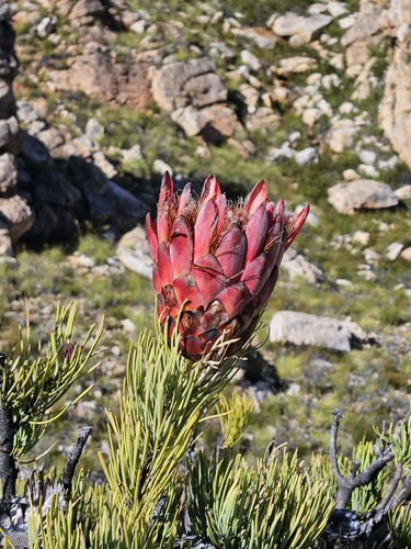 Protea aristata, photograph 4