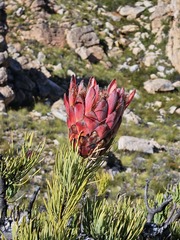Protea aristata, photograph (c) Ren Hoekstra, some rights reserved (CC BY)