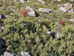 Protea aristata, photograph (c) Ren Hoekstra, some rights reserved (CC BY)