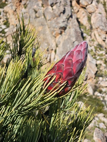 Protea aristata, photograph 3