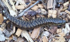 Elgaria coerulea coerulea