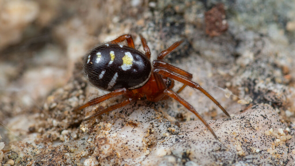 Asagena medialis