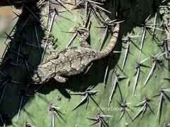 Sceloporus grammicus
