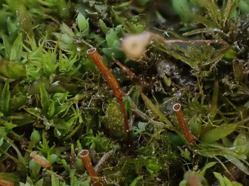 Image of Encalypta rhaptocarpa by (c) Chris Fluit, some rights reserved (CC BY)