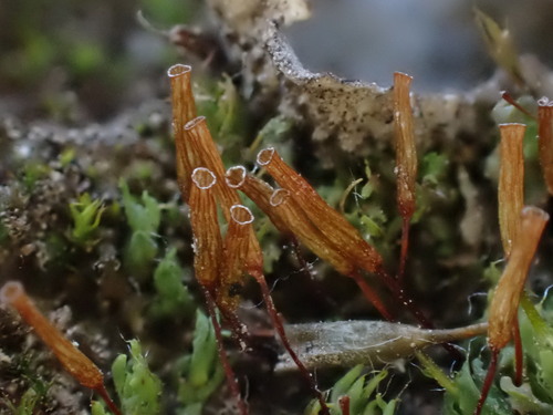 Image of Encalypta rhaptocarpa by (c) Chris Fluit, some rights reserved (CC BY)