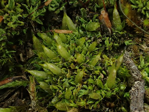 Image of Encalypta rhaptocarpa by (c) Chris Fluit, some rights reserved (CC BY)