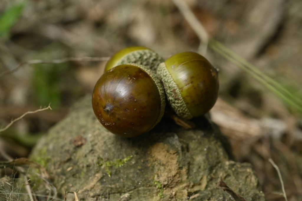 Taiwan Rock Oak